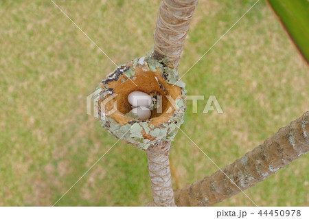 Two eggs of Glittering-Bellied Emerald hummingbirds, Chlorostilbon Lucidus, in their nest, Brazil Two eggs of Glittering-Bellied Emerald hummingbirds, Chlorostilbon Lucidus, in their nest, Brazil 44450978