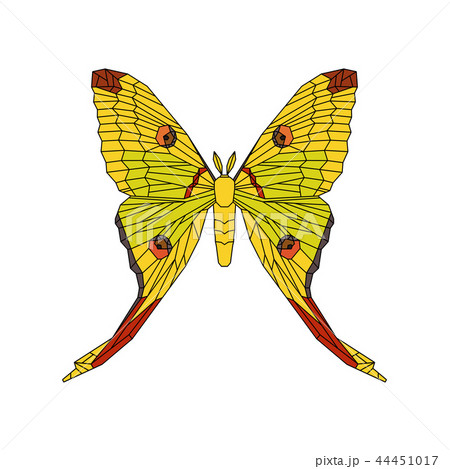 Comet moth vector illustration isolated on white. Female 44451017