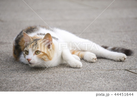 体を擦り付ける猫 44451644