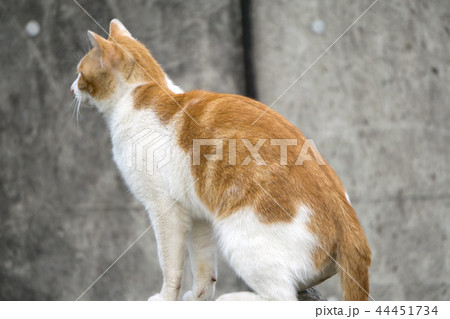 エジプト座り 子猫 44451734