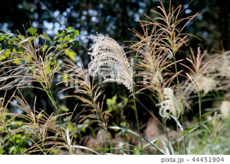 ススキの実 44451904
