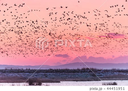 宮城蕪栗沼渡り鳥の朝の飛び立ち 44451951