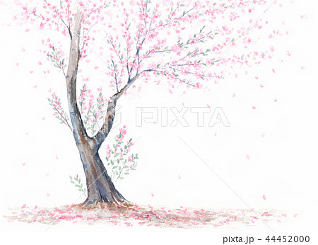 散りゆく桜 水彩画のイラスト素材