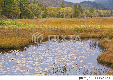 草紅葉の季節の尾瀬ヶ原 上田代 草紅葉の季節の尾瀬ヶ原 上田代 44452124