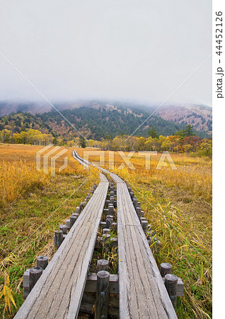 草紅葉の季節の尾瀬ヶ原 上田代 草紅葉の季節の尾瀬ヶ原 上田代 44452126
