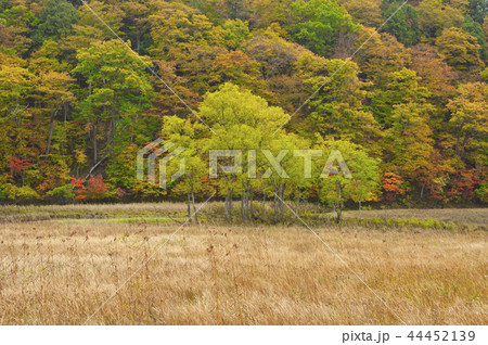 草紅葉の季節の尾瀬ヶ原　上田代 44452139