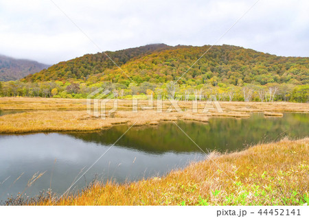 草紅葉の季節の尾瀬ヶ原　上田代 44452141