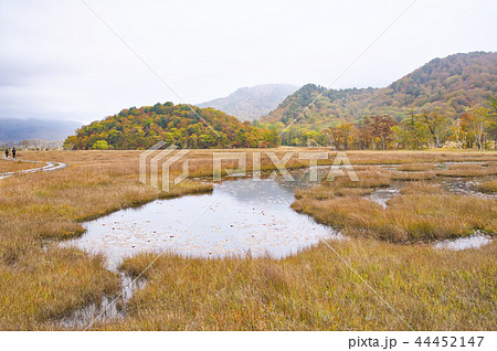 草紅葉の季節の尾瀬ヶ原 上田代 草紅葉の季節の尾瀬ヶ原 上田代 44452147