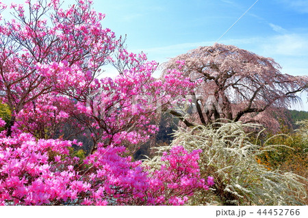 長野県豊丘村の笹見平のしだれ桜 44452766