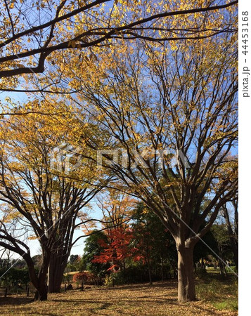 俣野公園の紅葉 俣野公園の紅葉 44453168