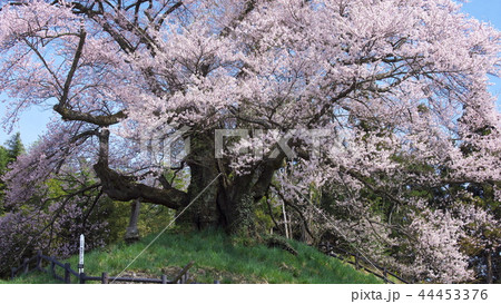 一本桜 - 発知のヒガンザクラ 一本桜 - 発知のヒガンザクラ 44453376
