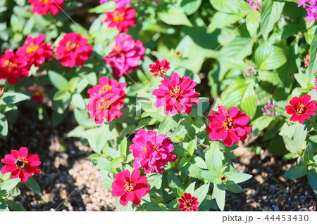 ジニアの花 ジニアの花 44453430