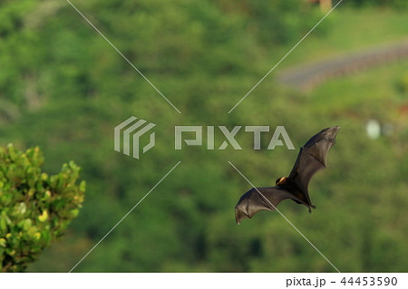 生き物 哺乳類 ヤエヤマオオコウモリ 風をはらんだ翼が美しい かわいい足も見えますの写真素材