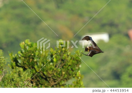 生き物 哺乳類 ヤエヤマオオコウモリ、反転する瞬間。前方に大きく羽ばたいて一気に方向転換 生き物 哺乳類 ヤエヤマオオコウモリ、反転する瞬間。前方に大きく羽ばたいて一気に方向転換 44453954