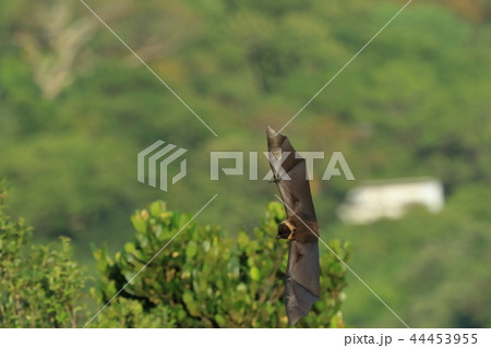 生き物　哺乳類　ヤエヤマオオコウモリ、翼を広げると幅は六十センチほど。かなりの迫力です 44453955