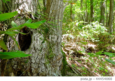 小動物の家?イメージ 小動物の家?イメージ 44454060