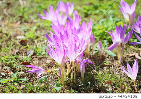 コルチカムの花 44454108