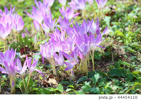 コルチカムの花 44454110