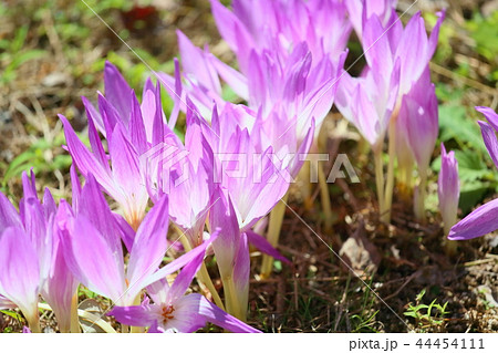 コルチカムの花 44454111