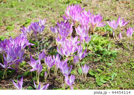 秋の公園　コルチカムの花 44454114