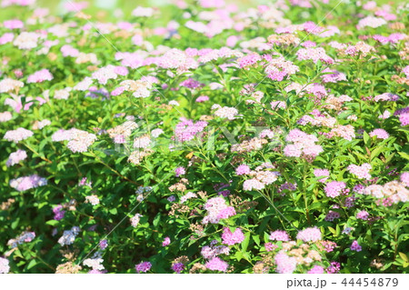 秋の公園 下野草の花 秋の公園 下野草の花 44454879