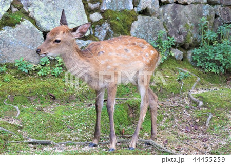 かわいい小鹿 44455259