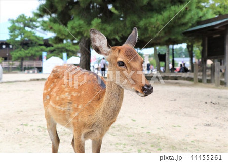 かわいい小鹿 44455261