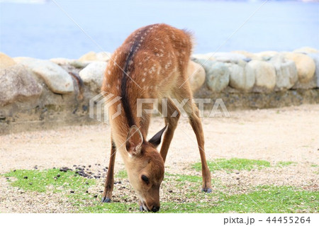 かわいい小鹿の写真素材