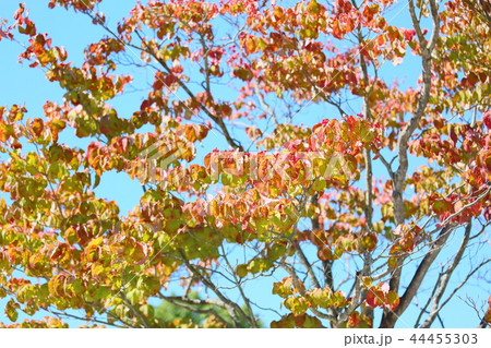 秋の公園 ハナミズキ紅葉の写真素材