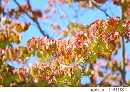 秋の公園 ハナミズキ紅葉 秋の公園 ハナミズキ紅葉 44455304