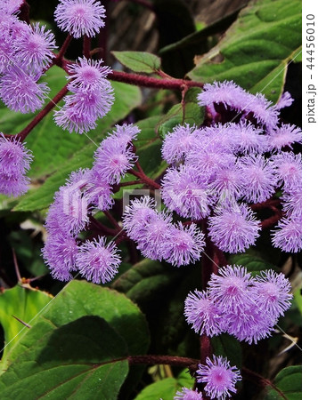 薄紫のユーパトリウムの花　一面に咲く 44456010