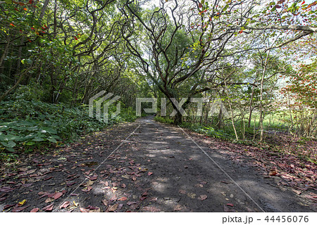 Waipio Valley Road,Big Island Hawaii Waipio Valley Road,Big Island Hawaii 44456076