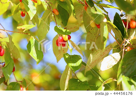 秋の公園　サンシュユの実 44456176