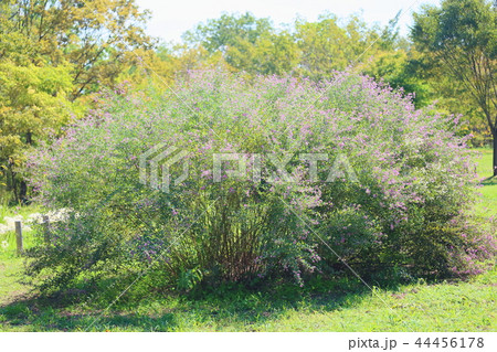 秋の公園　萩の花 44456178