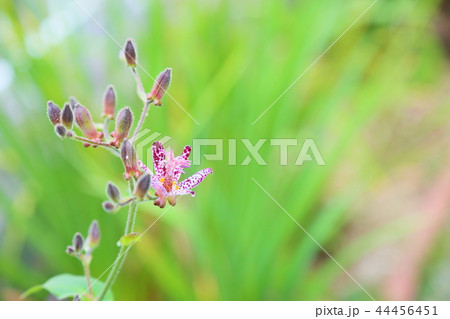 ホトトギスの花 44456451