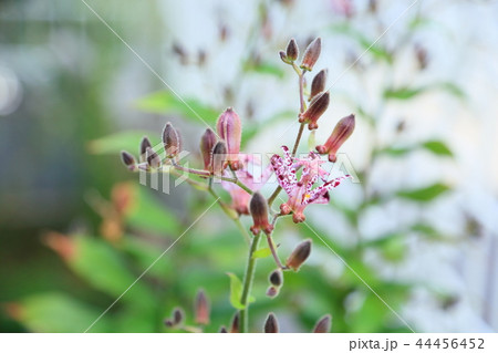ホトトギスの花 44456452