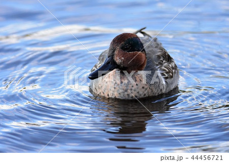 コガモ Green-winged Teal コガモ Green-winged Teal 44456721