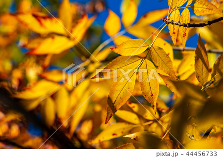 Nice yellow orange red leaves on blue sky nature 44456733