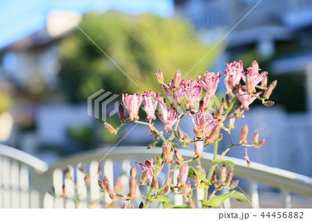 ホトトギスの花 44456882