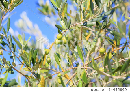オリーブの実 44456890