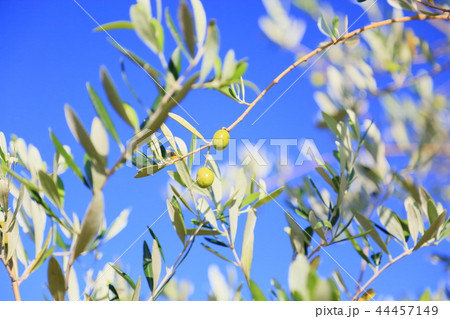 秋の公園 オリーブの実 秋の公園 オリーブの実 44457149