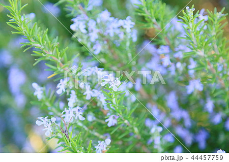ローズマリーの花 44457759