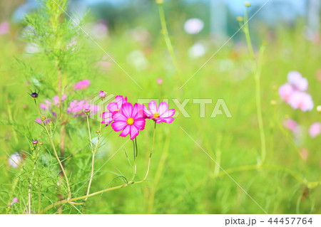 コスモスの花 コスモスの花 44457764