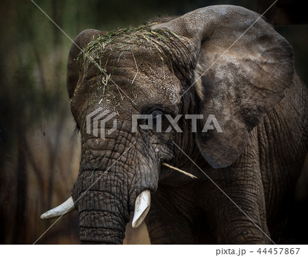 African Elephant portrait. 44457867