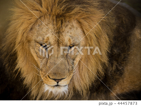 Portrait of a male African lion Portrait of a male African lion 44457873