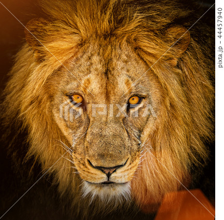 Portrait of a male African lion 44457940