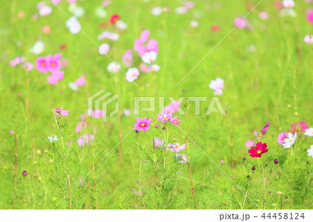 コスモスの花 44458124