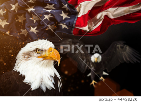 Bald Eagle with American flag 44458220