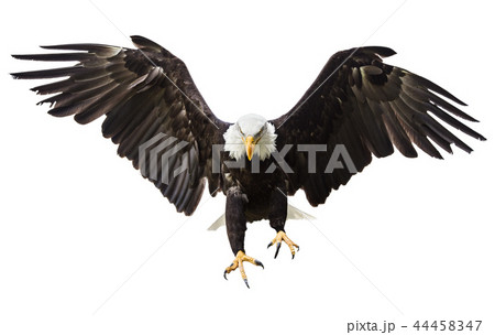 Bald Eagle flying with American flag Bald Eagle flying with American flag 44458347