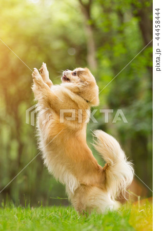 Tibetian spaniel playing outdoor in park. Tibetian spaniel playing outdoor in park. 44458444